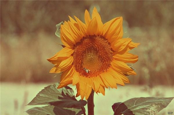 奋斗励志的句子