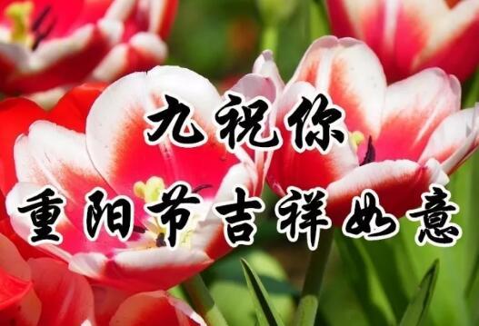 赞美九九重阳节唯美的句子(伤感的句子说说心情)