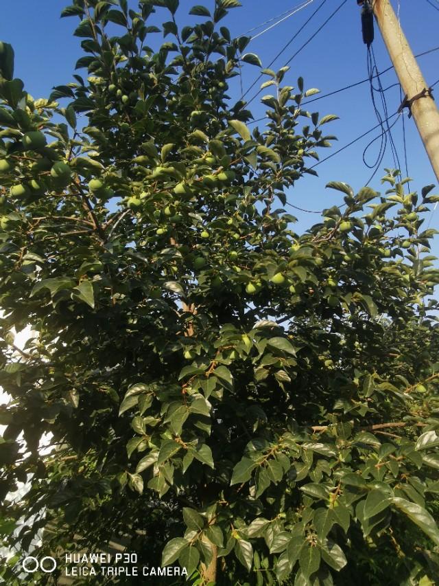 赞美家乡的温馨的句子 赞美家乡的温馨的句子