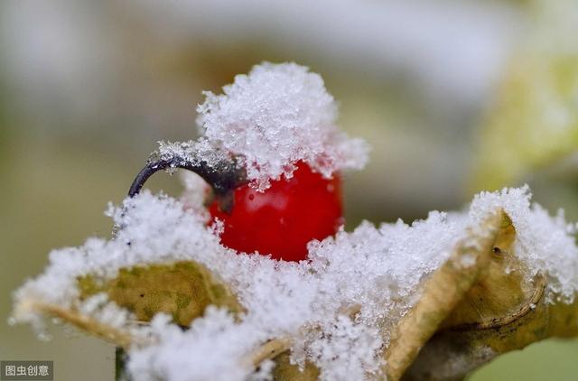 关于下雪温馨的句子 关于下雪温馨的句子