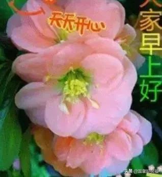 温馨问候早上好的句子(问候早上好的句子)