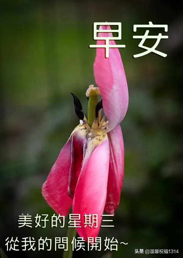 早上问好的温馨句子加图片 早上问好的温馨句子加图片