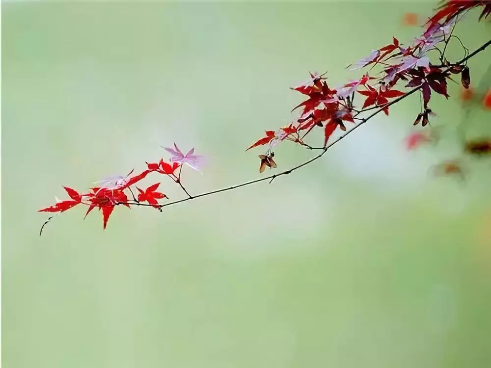 看淡 心静 积极的句子_(致自己心静的句子)