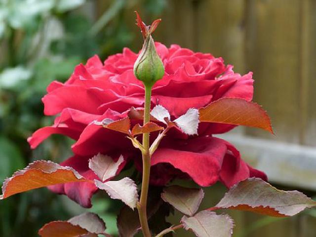 经典话语适合发朋友圈