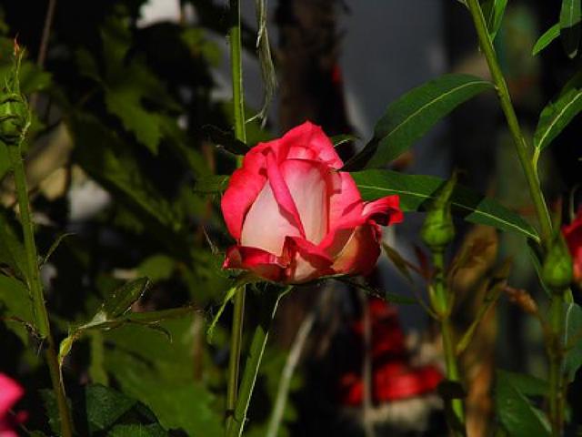 经典话语适合发朋友圈