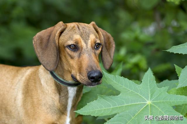 狗狗死了伤心句子