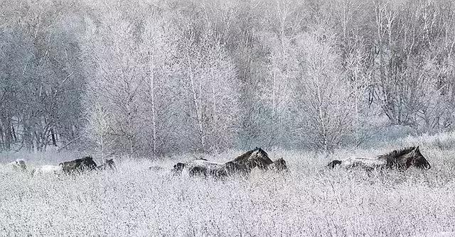 描写雪景的美文美句