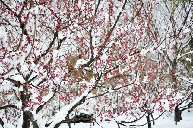 描写雪景的美文美句